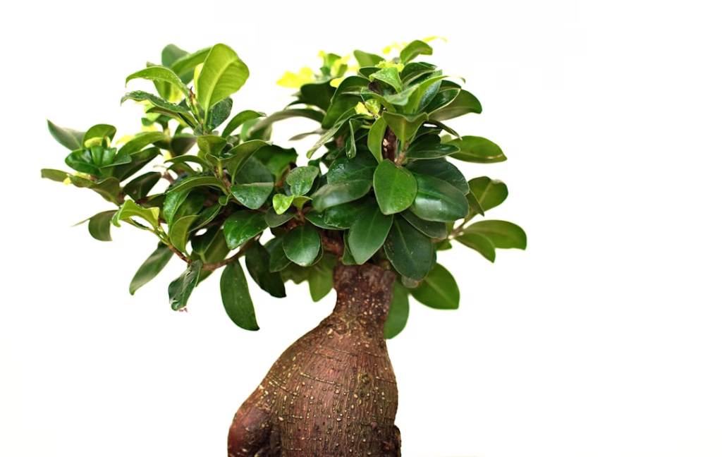 Photo Evergreen Sales Funnel