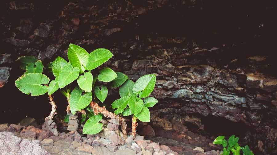 Photo Lead Nurturing